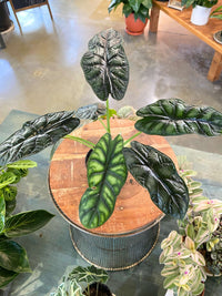 Alocasia Dragon Scale