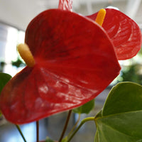 Anthurium (4") Assorted