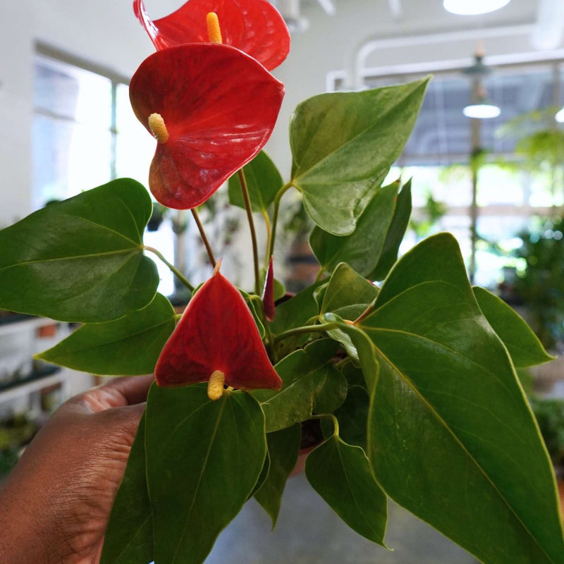 Anthurium