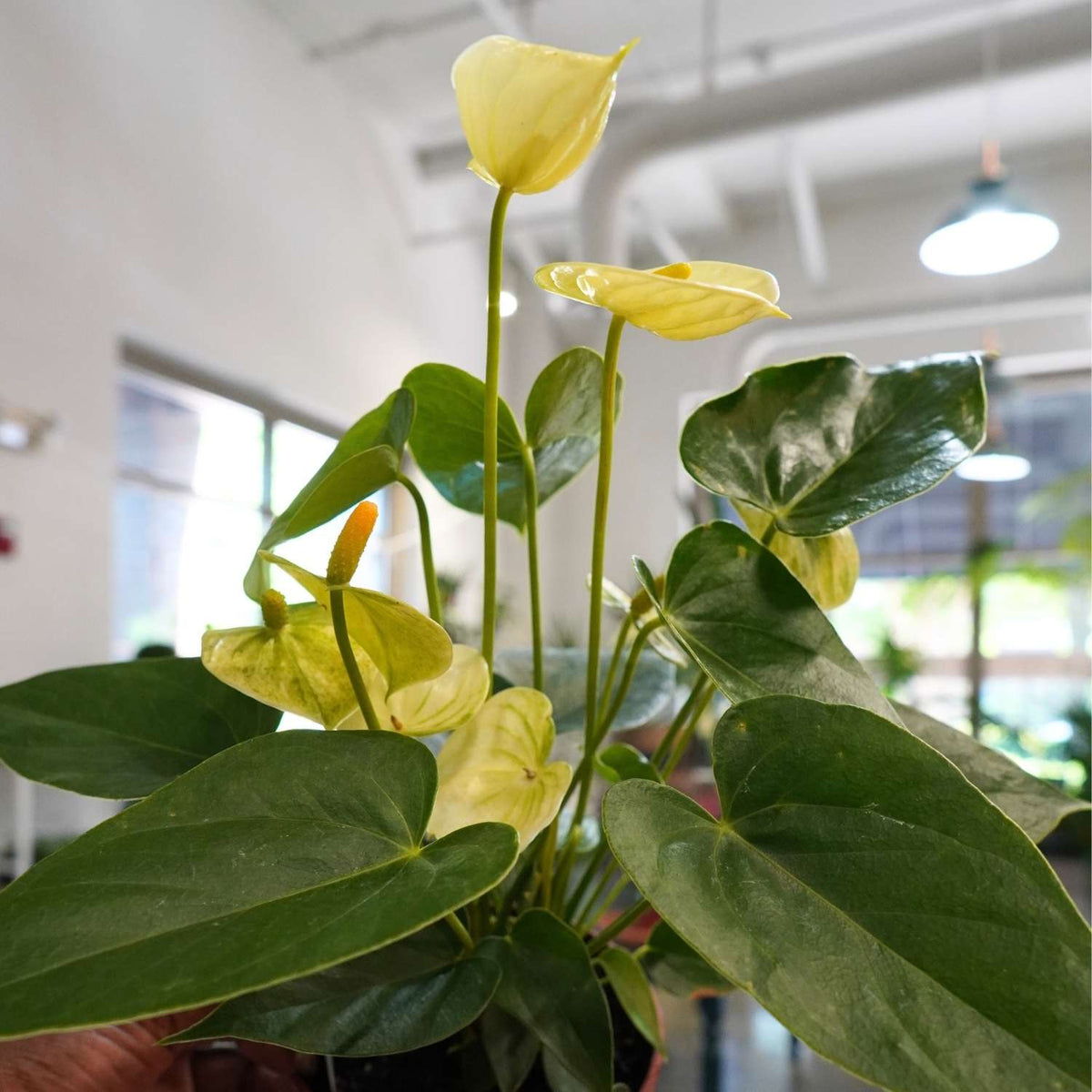 Anthurium (4") Assorted