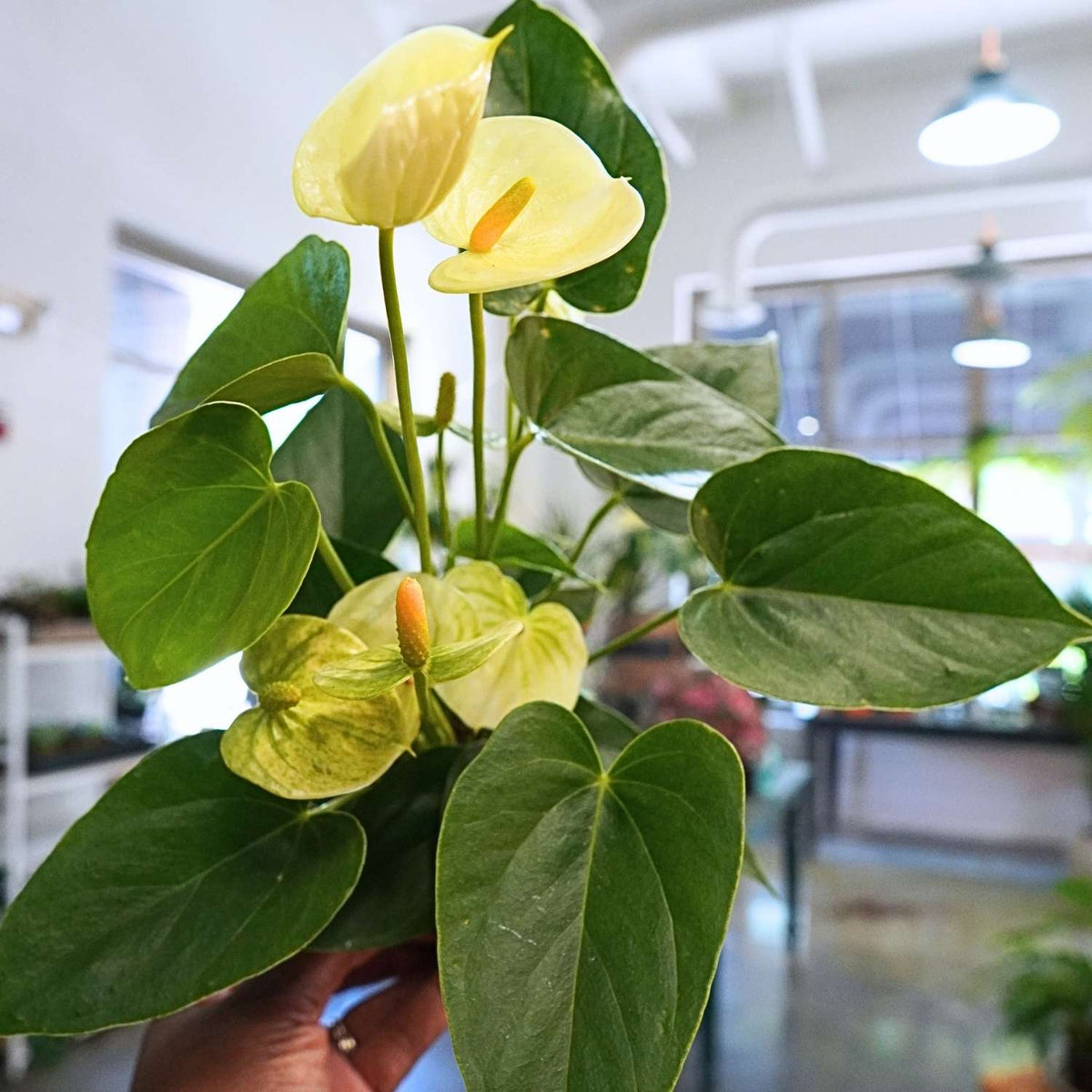 Anthurium (4") Assorted