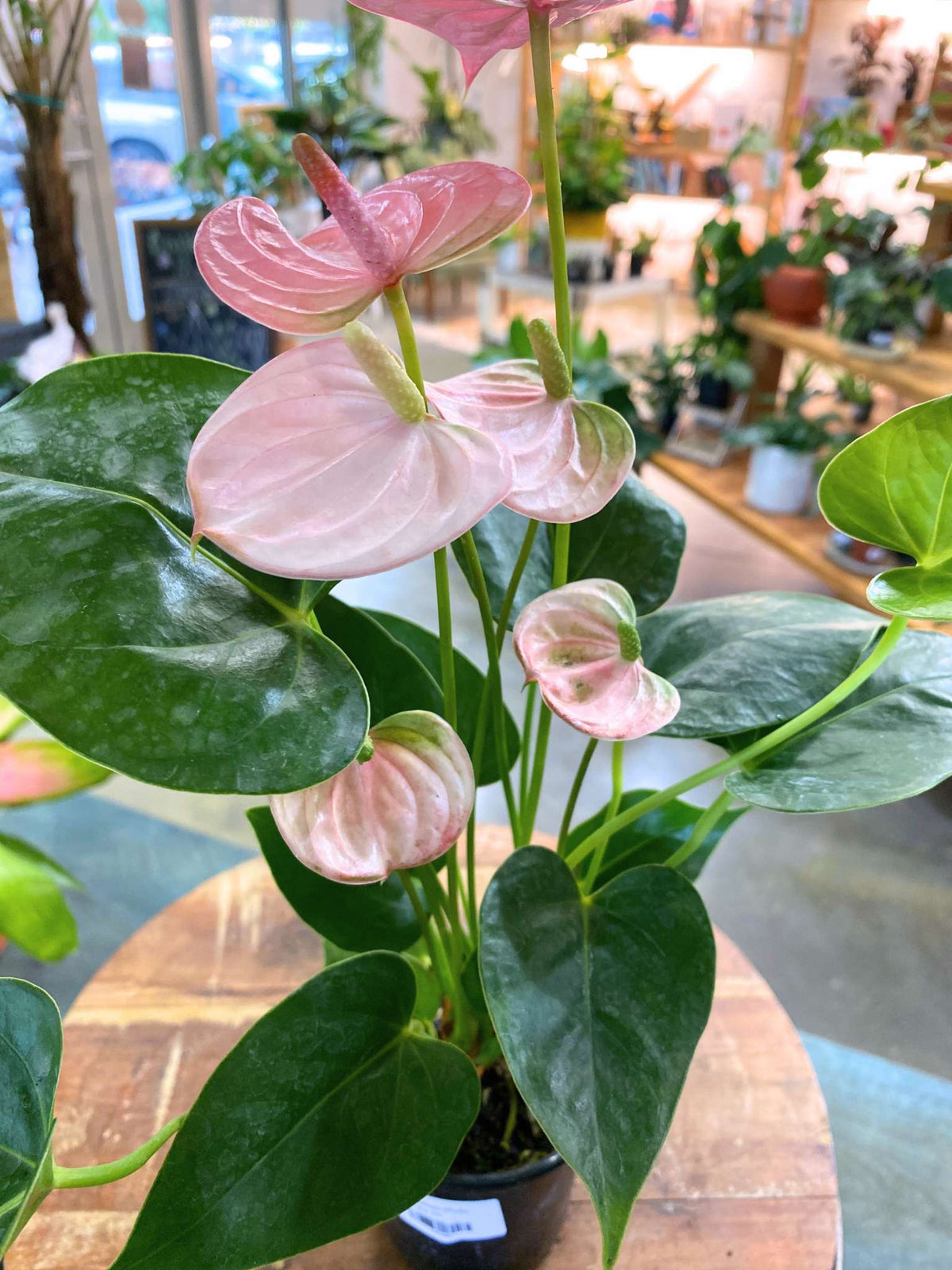 Anthurium
