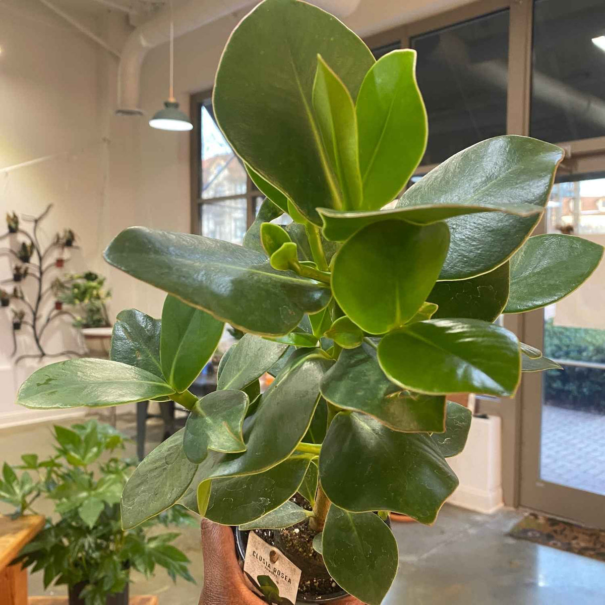 Autograph Clusia Rosea