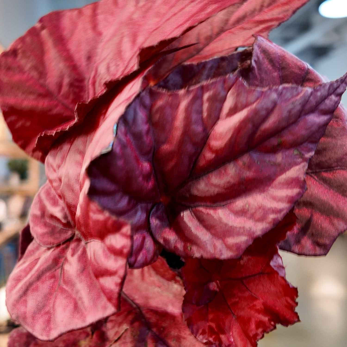 Begonia Inca Flame (4")