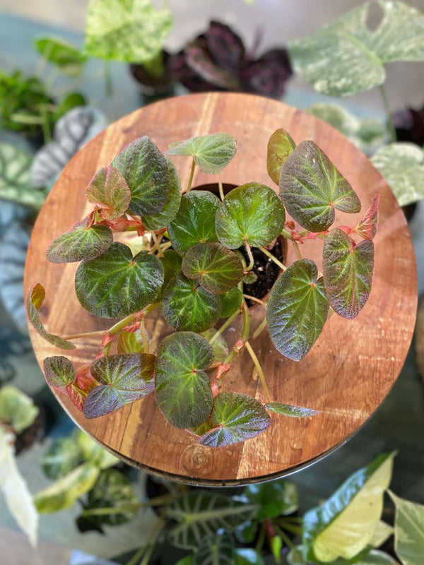 Begonia 'Manaus'