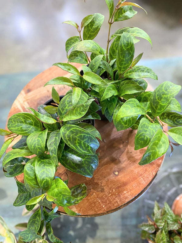 Black Pagoda Lipstick Plant (Aeschynanthus longicaulis)