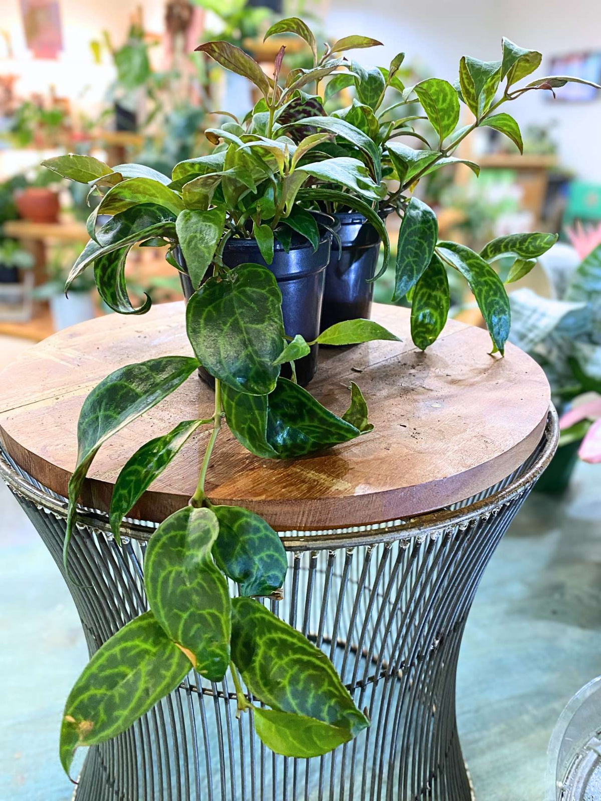 Black Pagoda Lipstick Plant (Aeschynanthus longicaulis)