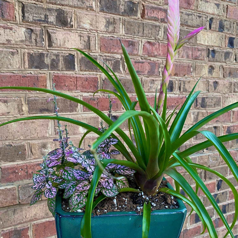 Bromeliad Plant Arrangement - PICKUP ONLY