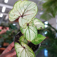 Caladium (4")