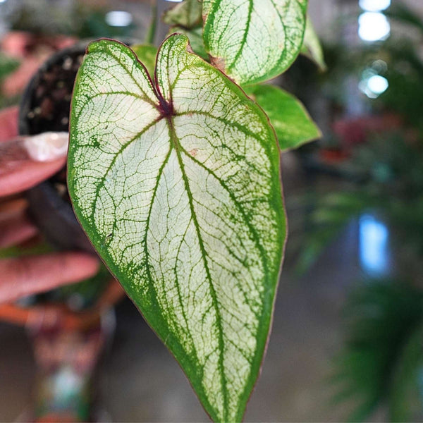 Caladium (4")