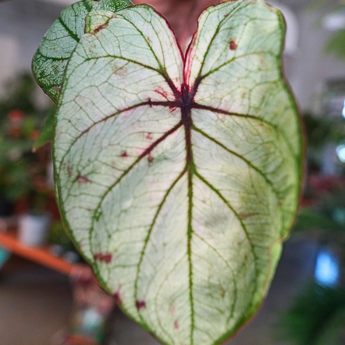 Caladium (4")