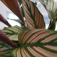 Calathea White Star (6") Prayer Plant