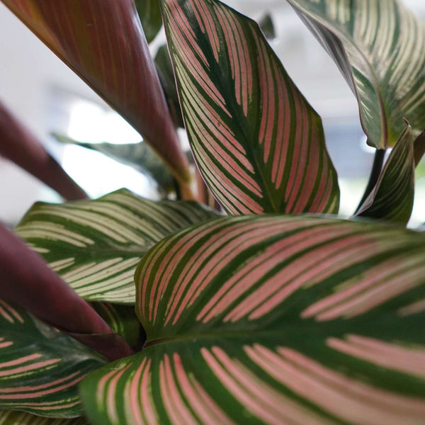 Calathea White Star (6") Prayer Plant