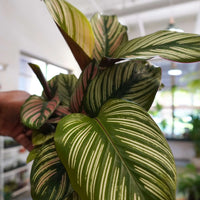 Calathea White Star (6") Prayer Plant