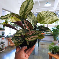 Calathea White Star (6") Prayer Plant