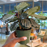 Calathea Corona (4")