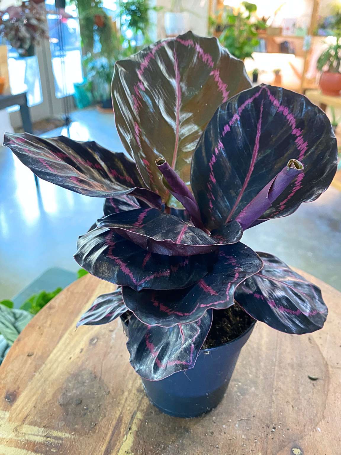 Calathea Dottie