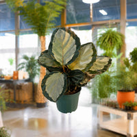 Calathea Corona (4")