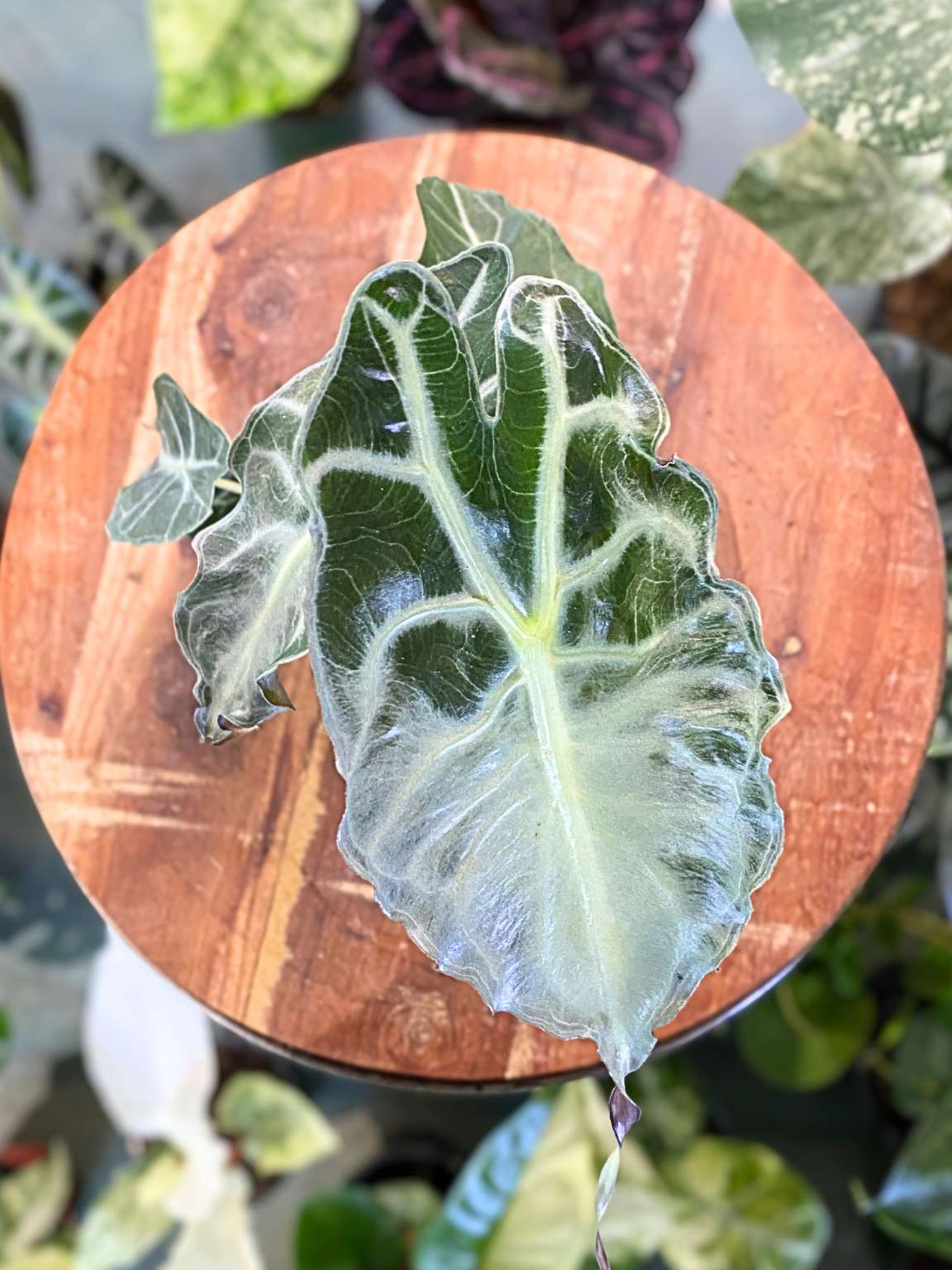 Alocasia 'Venom'