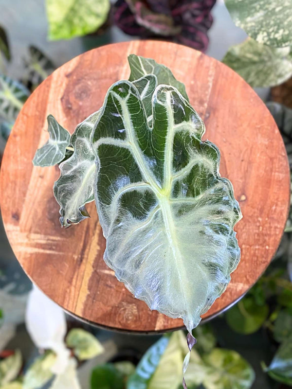 Alocasia 'Venom'