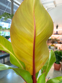 Philodendron 'Prince of Orange' (Sml)