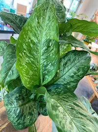 Dieffenbachia 'Tiki'