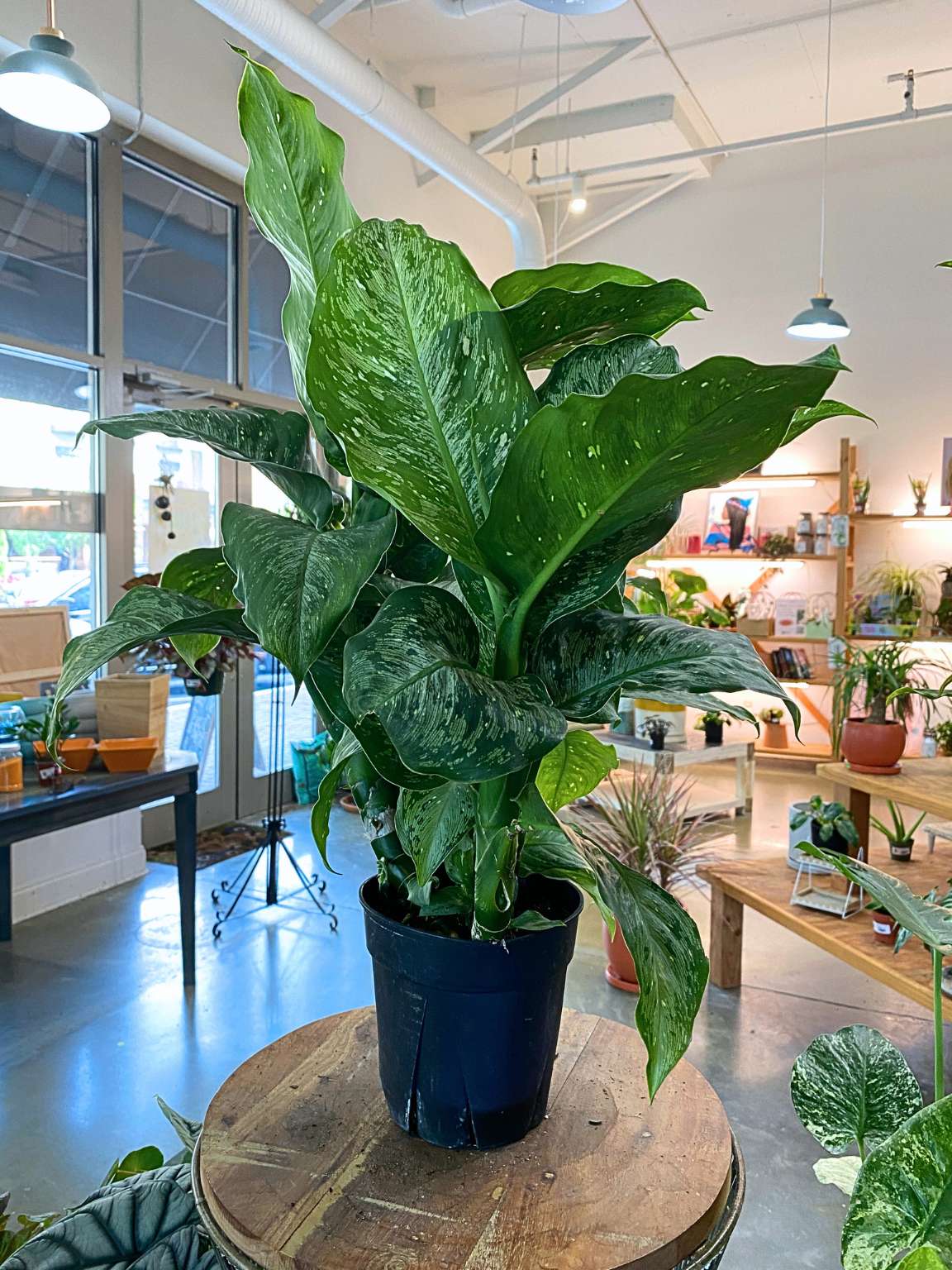Dieffenbachia 'Tiki'