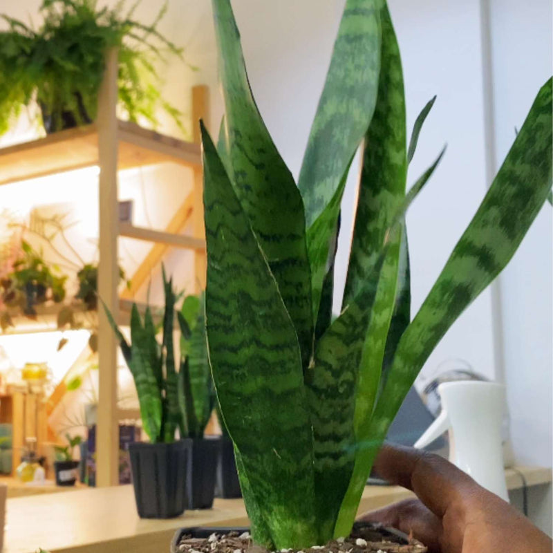 5" Snake Plant Zeylanica (Sansevieria)