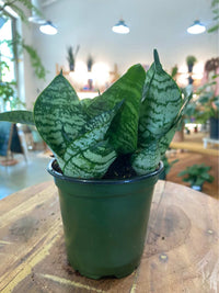 Sansevieria Zeylanica (Snake Plant)
