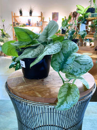 Exotica Scindapsus (Satin Pothos)