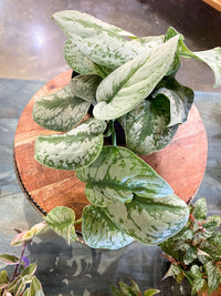 Exotica Scindapsus (Satin Pothos)