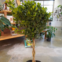 Ficus Daniella Braid - PICKUP ONLY