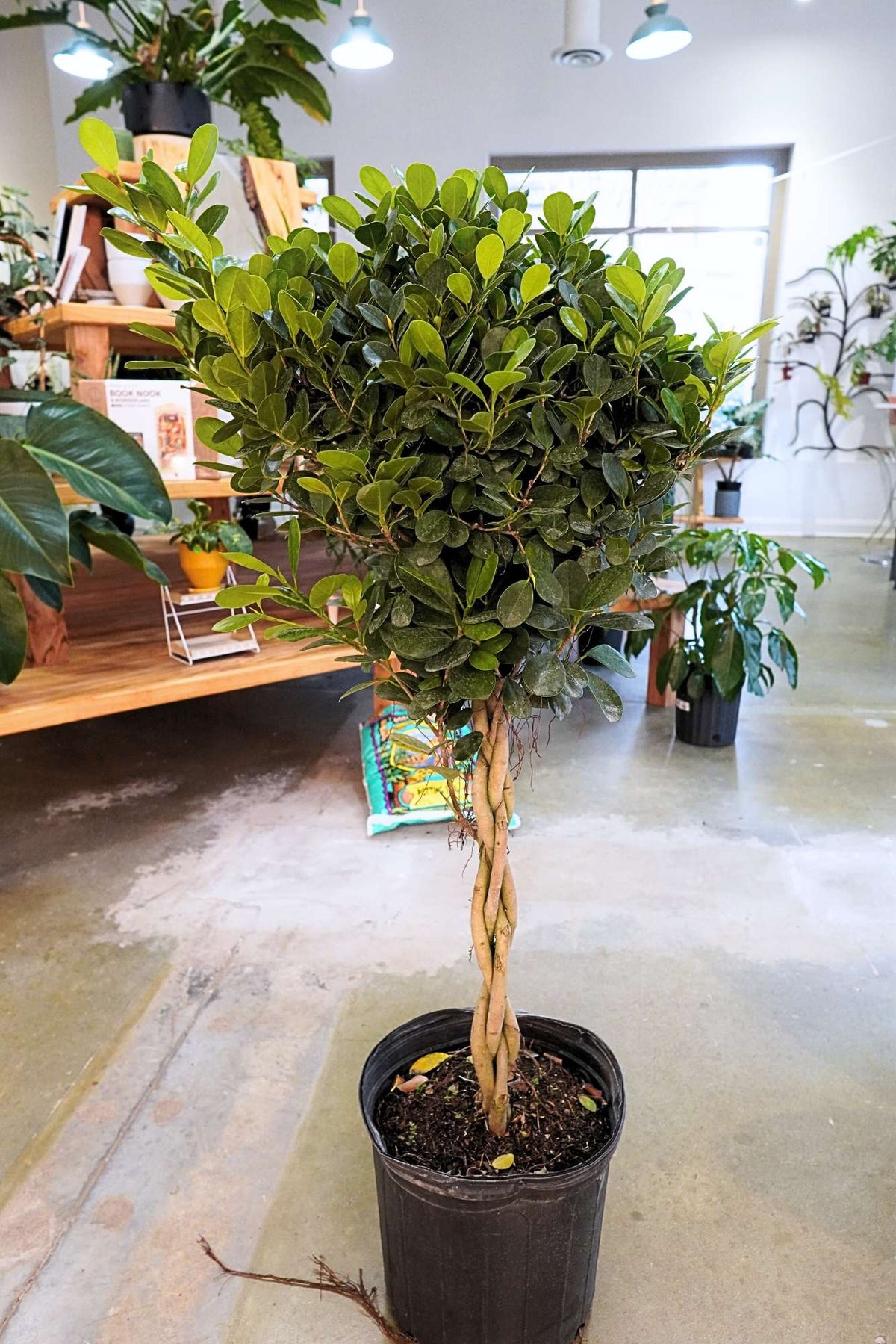 Ficus Daniella Braid - PICKUP ONLY