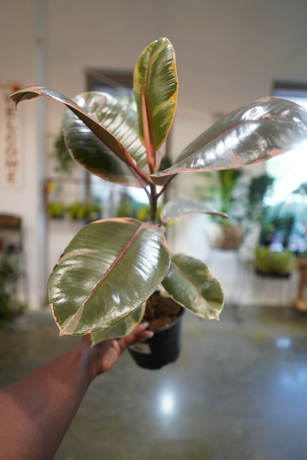 6" Ficus Ruby