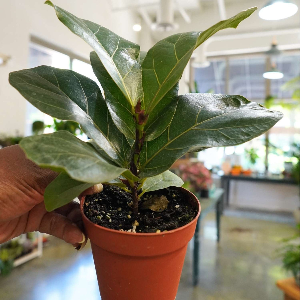 Fiddle Leaf Fig Ficus Lyrata