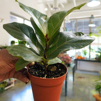 Fiddle Leaf Fig Ficus Lyrata