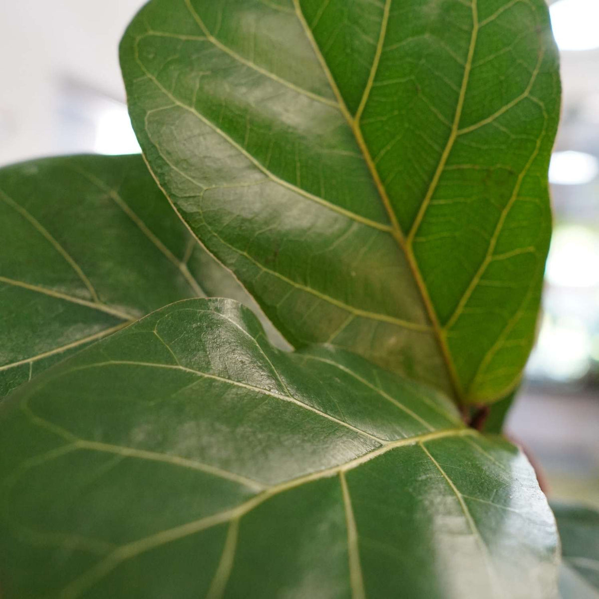 Fiddle Leaf Fig Ficus Lyrata