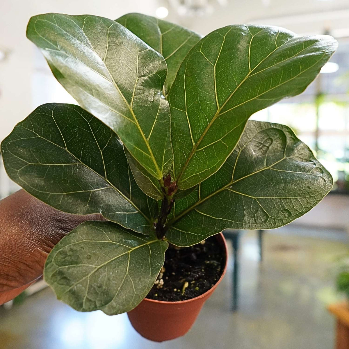 Fiddle Leaf Fig Ficus Lyrata