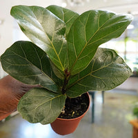 Fiddle Leaf Fig Ficus Lyrata