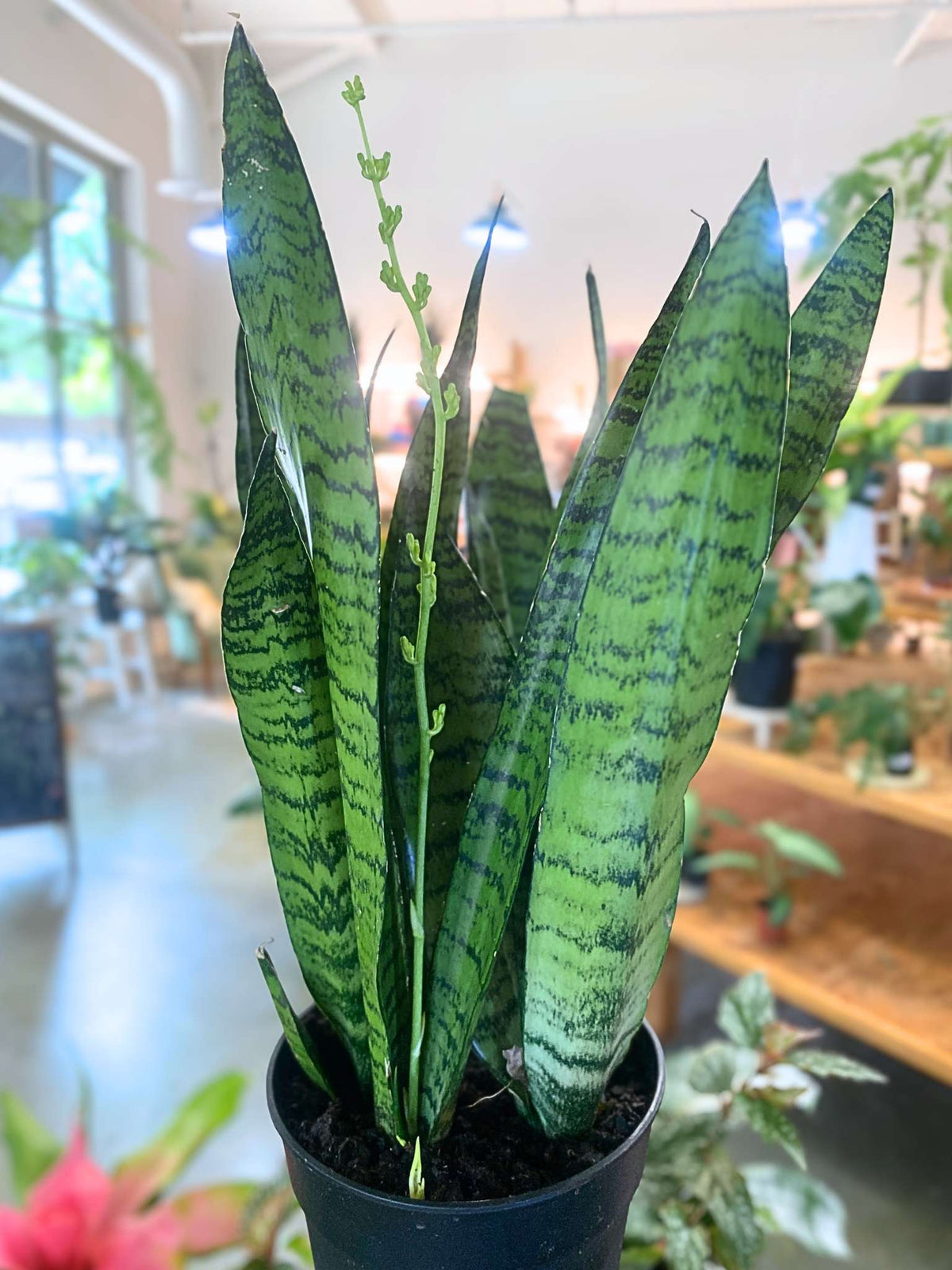 Sansevieria Zeylanica (Snake Plant)