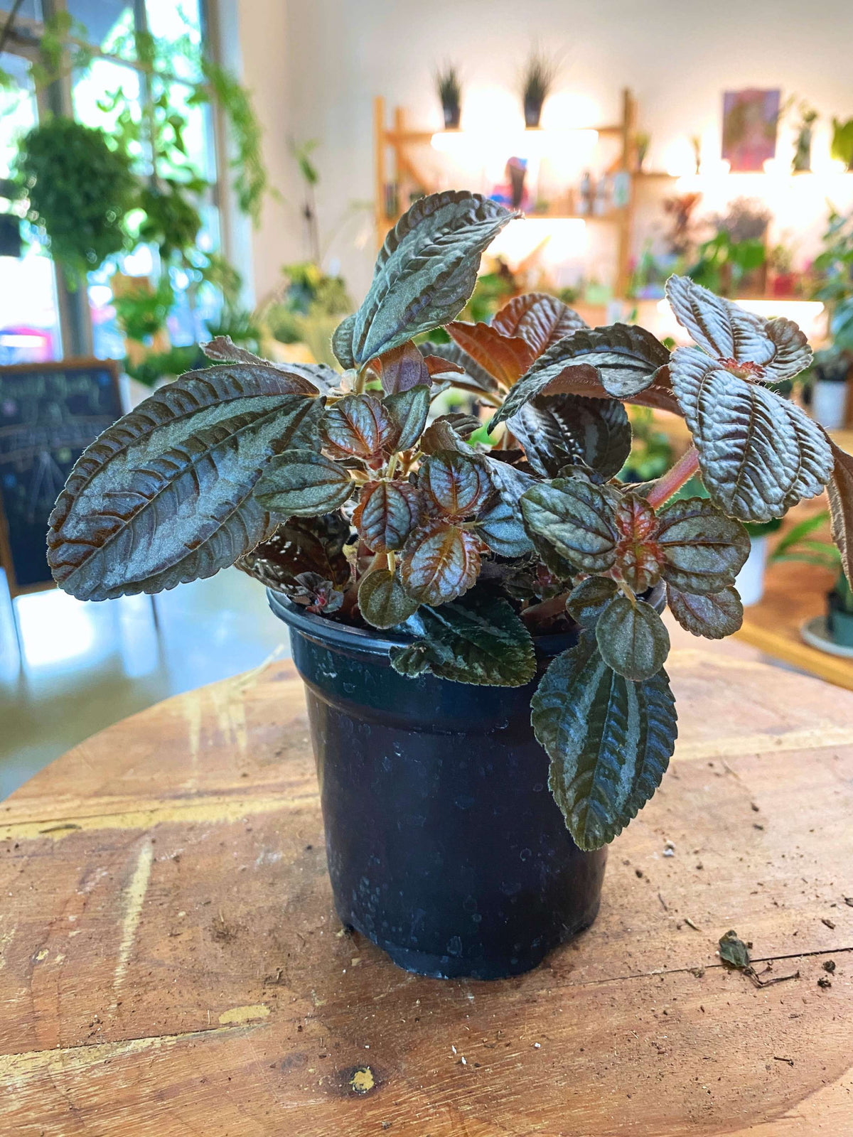 Pilea Norfolk 'Friendship Plant'