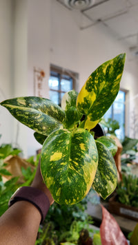 Philodendron Green Congo Nuclear 4"