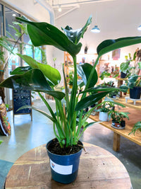 Philodendron 'Congo Green'
