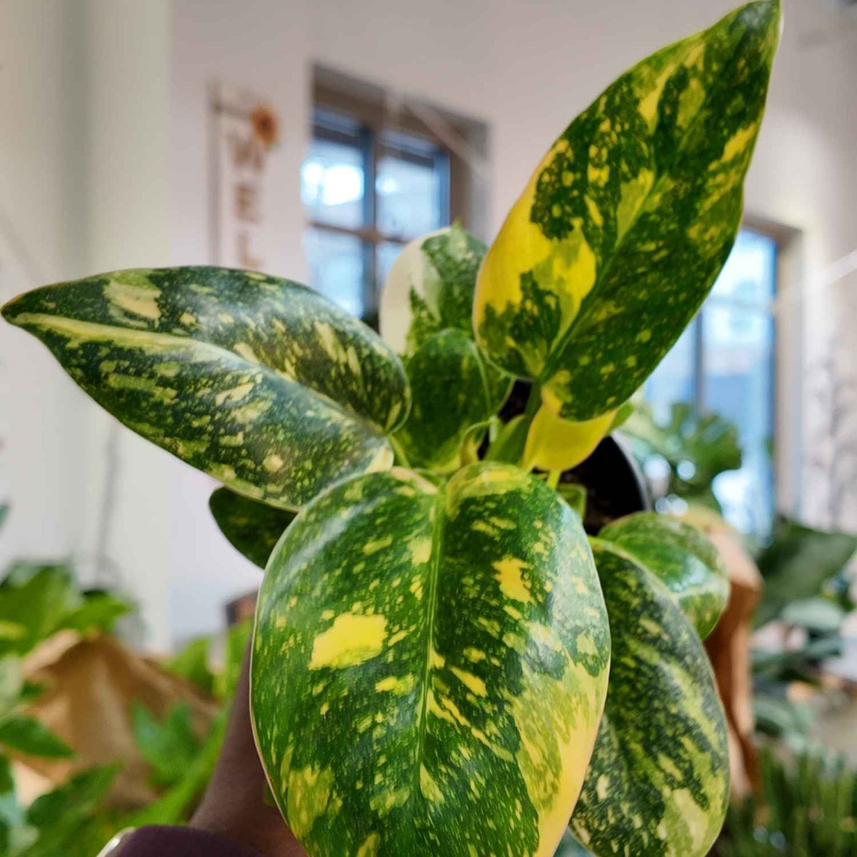 Green Congo Nuclear (4")