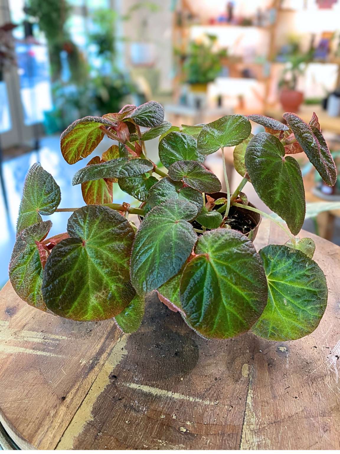 Begonia 'Manaus'