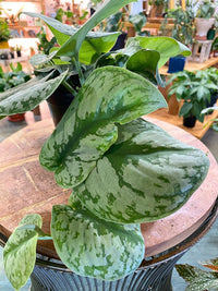 Exotica Scindapsus (Satin Pothos)