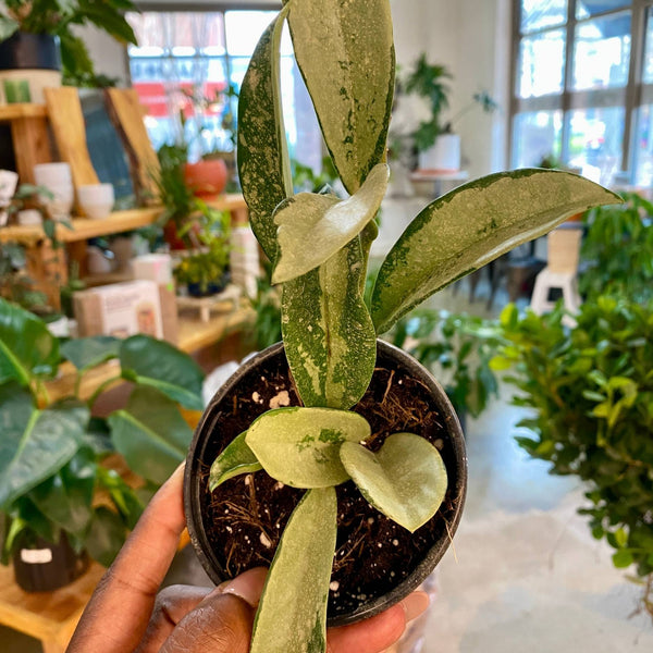 Hoya Silver Moon (Full)