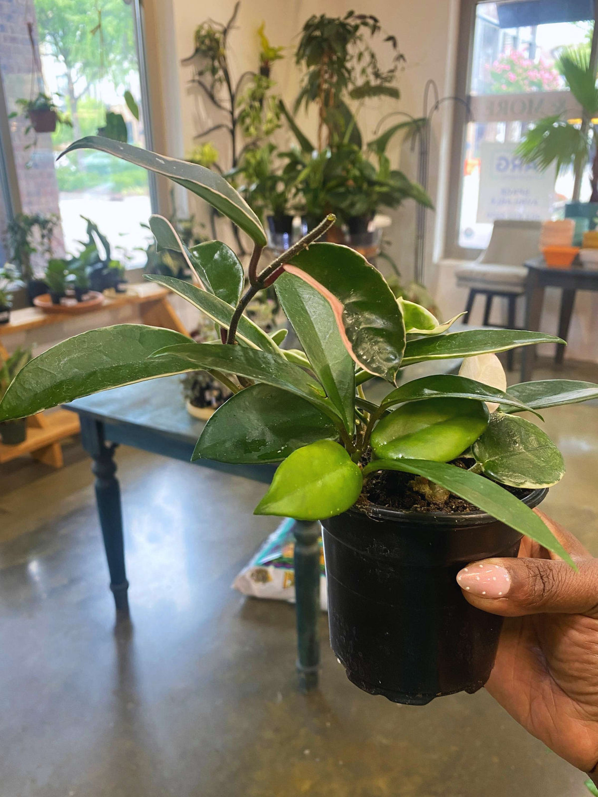 Hoya