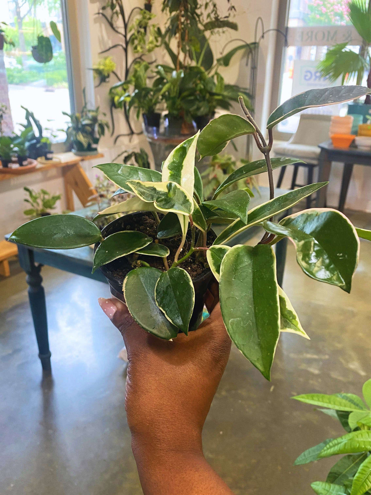 Hoya