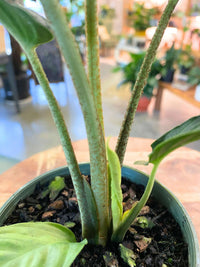 Phyllotaenium lindenii 'Magnificum'